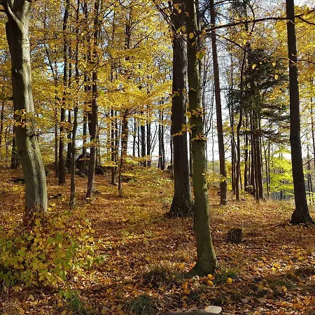Sarna Karkonosze *